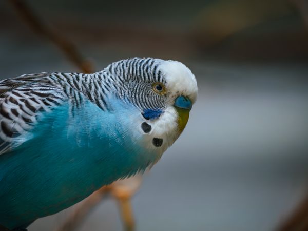 Blue budgie parakeet