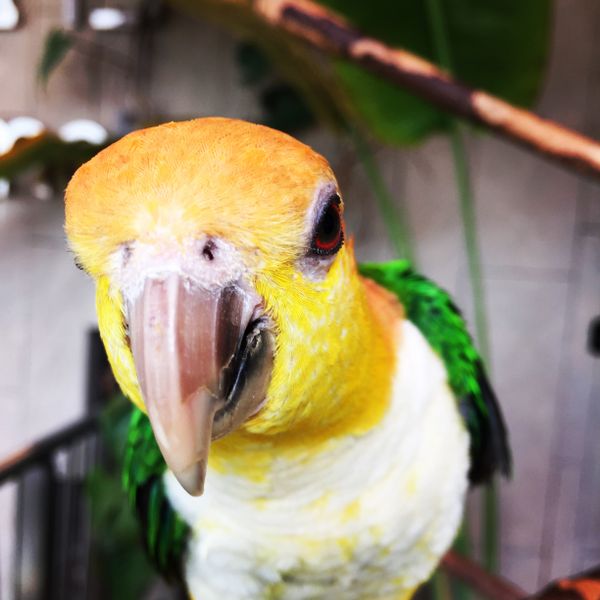 White-bellied caique