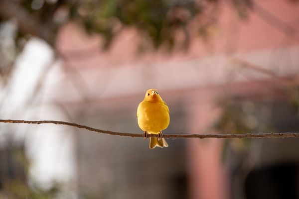 Yellow canary