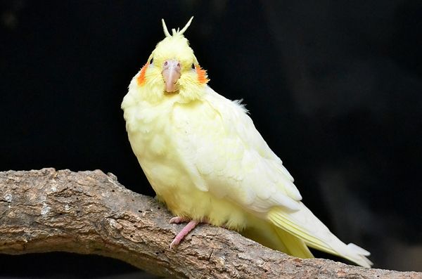 Yellow cockatiel with orange cheeks