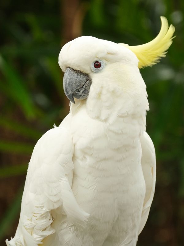 Sulphur-crested cockatoo