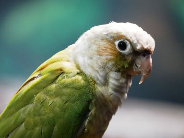 Green-cheeked conure