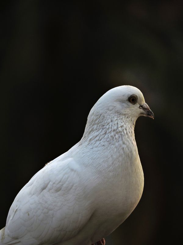 White dove