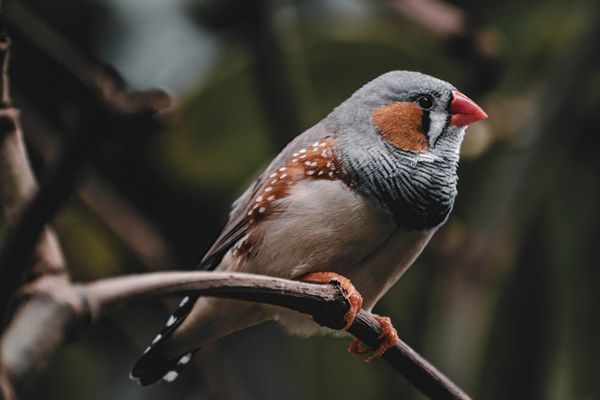 Zebra finch