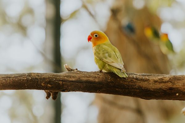 Peach-faced lovebird