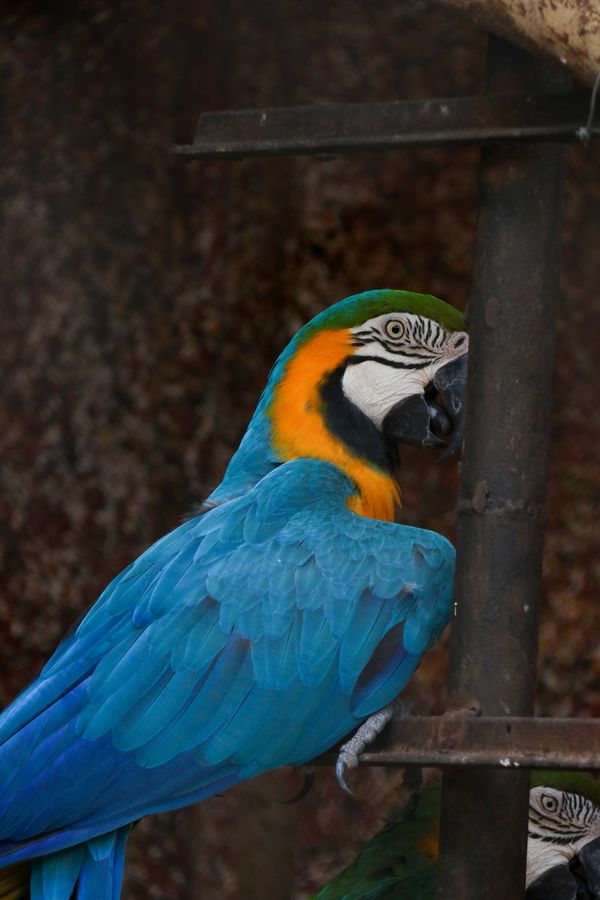 Blue and gold macaw