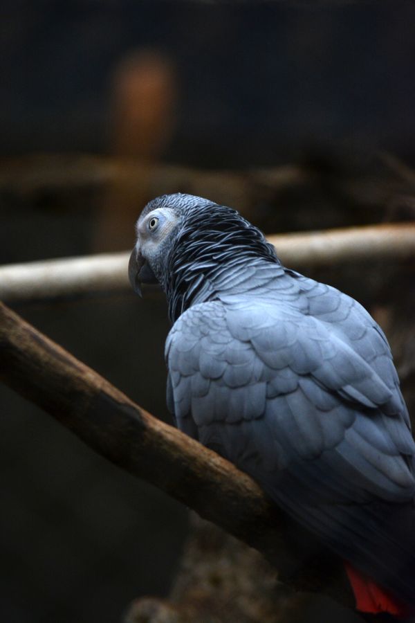 African grey parrot