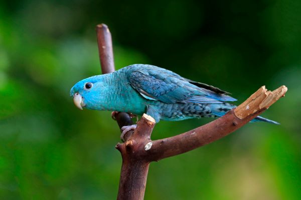 Blue parrotlet